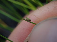 Isolepis inundata
