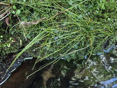 Isolepis inundata