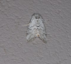 Calliteara farenoides