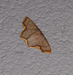 Chrysocraspeda cruoraria