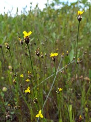 Xyris montana