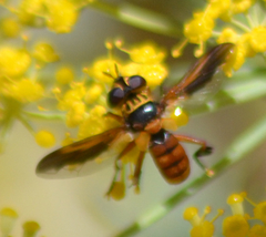 Trichopoda subdivisa