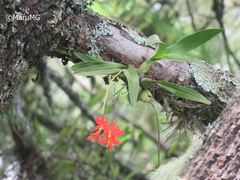 Prosthechea vitellina