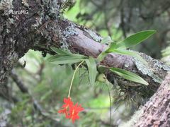 Prosthechea vitellina