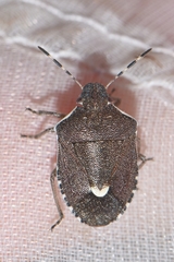 Holcostethus albipes