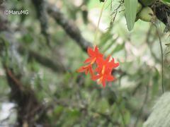 Prosthechea vitellina