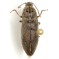 Hadromorphus inflatus