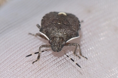 Holcostethus albipes