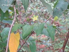 Gonolobus chloranthus