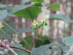 Gonolobus chloranthus