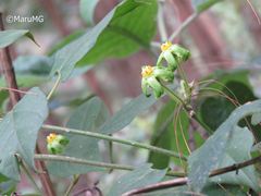 Gonolobus chloranthus