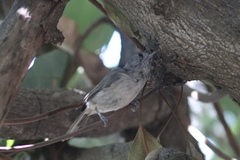 Baeolophus inornatus