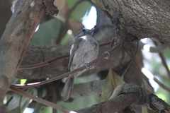 Baeolophus inornatus