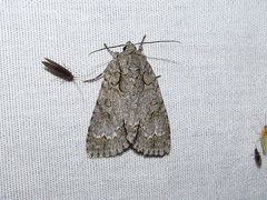 Acronicta spinigera