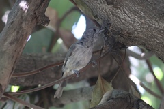 Baeolophus inornatus