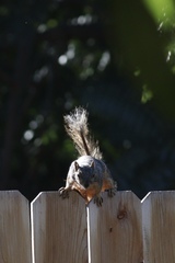 Sciurus niger