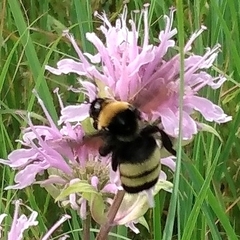 Bombus auricomus