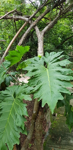 Philodendron dressleri, photograph 2