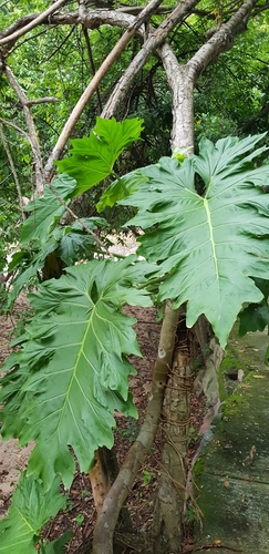 Philodendron dressleri, photograph 3