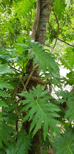 Philodendron dressleri, photograph 4