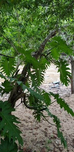 Philodendron dressleri, photograph 5
