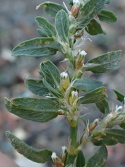 Polygonum
