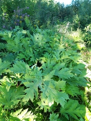 Heracleum sosnowskyi