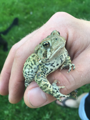Anaxyrus hemiophrys