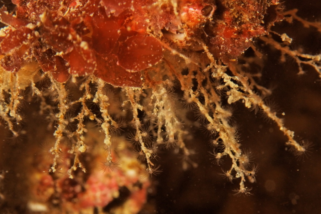 WineGlass Hydroid (Cama Beach St PkAll Species) · iNaturalist