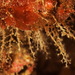 Wine-glass Hydroids - Photo (c) Daniel, some rights reserved (CC BY-NC-SA)