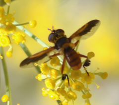 Trichopoda subdivisa
