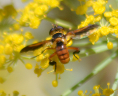 Trichopoda subdivisa