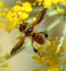 Trichopoda subdivisa
