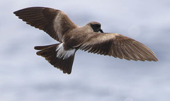 Leach's Storm Petrel photo 2