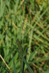 Carex aperta