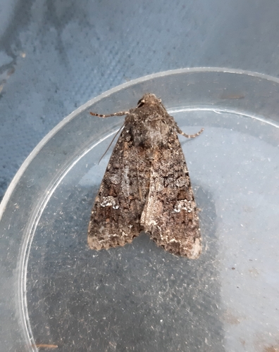Cabbage Moth, Capelle ad IJssel, Mendelssohnstraat, 2901 KE Capelle aan den IJssel, Nederland, photo 10 of 10
