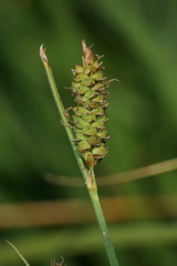 Carex aperta