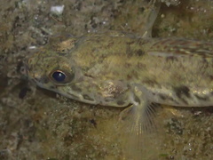 Acanthogobius flavimanus