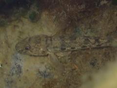 Acanthogobius flavimanus