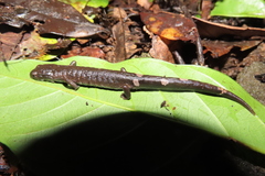 Pseudoeurycea werleri