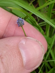 Eryngium baldwinii