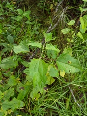 Ageratina jucunda