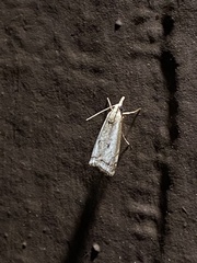 Microcrambus polingi