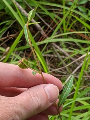 Ludwigia virgata