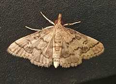 Metasia ophialis