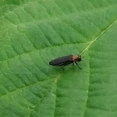 Agrilus ruficollis