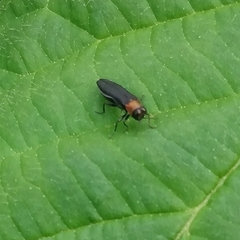 Agrilus ruficollis