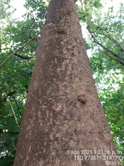 Albizia niopoides