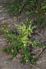 Cirsium remotifolium