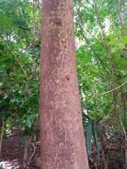 Albizia niopoides